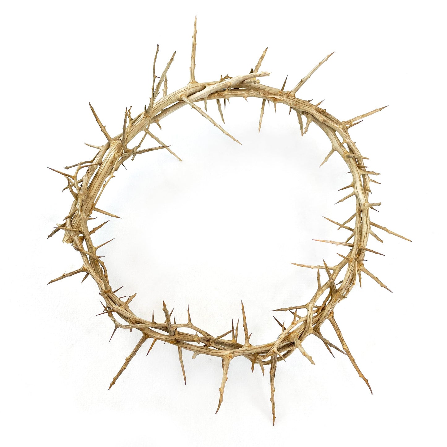 9" Crown of Thorns - Made in Israel